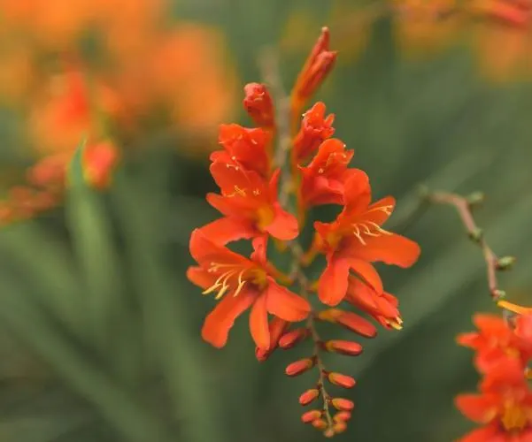 Pinegrove فندق كارلايل